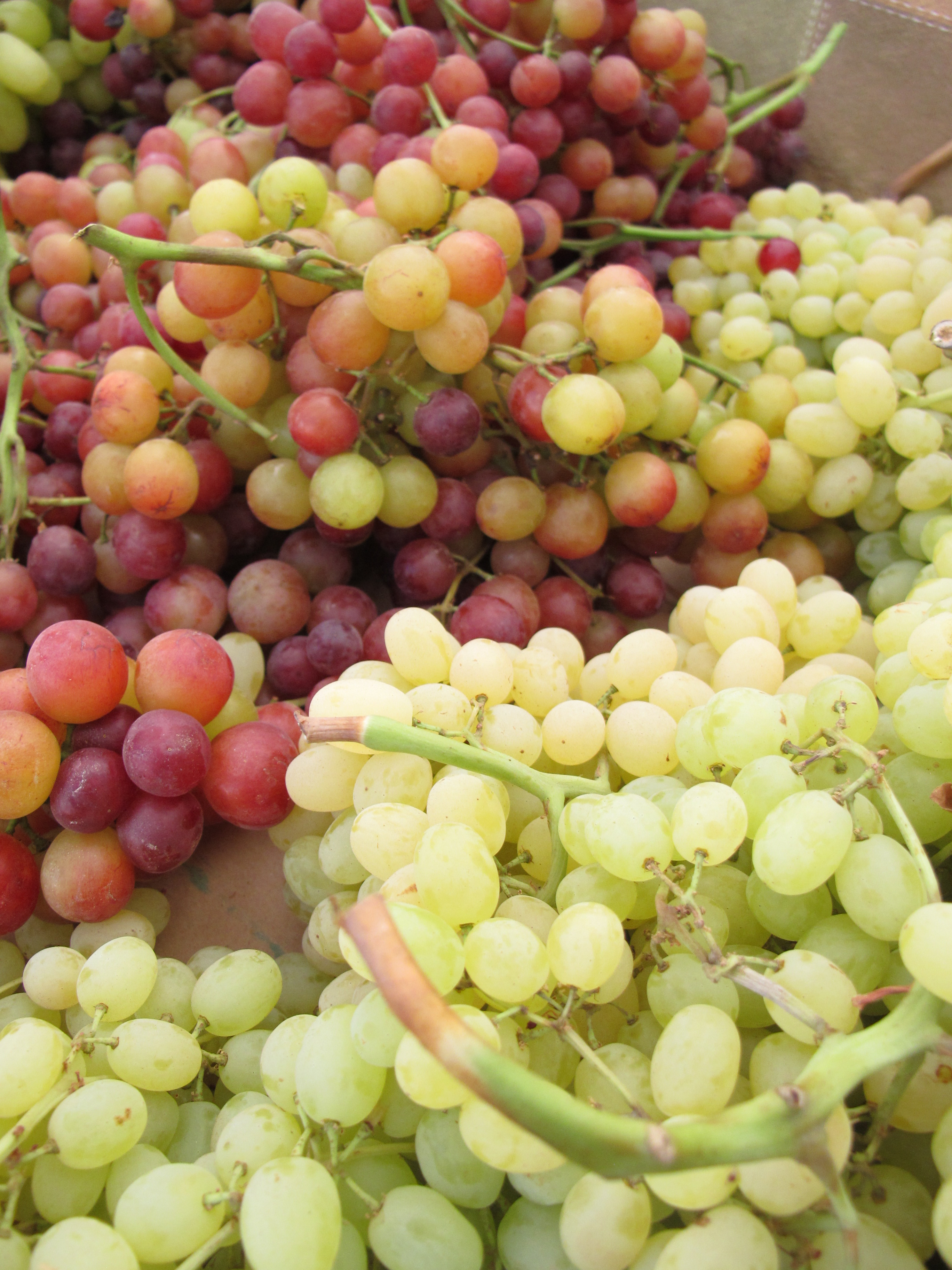 Farmers Market Tour, Cooking Class & Lunch